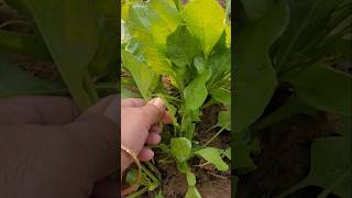 TODAY I AM GOING TO COLLECT SPINACH BY HAND youtubeshorts viral organicgarden [upl. by Ehcar299]