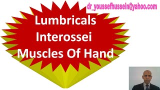 22 Lumbricals muscles  Palmar  Dorsal interossei muscles of the hand [upl. by Aicirtap]