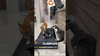 Kucing jogging di treadmill cat catlover kucinglucu [upl. by Dunstan]