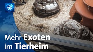 Steigende Energiepreise Exotische Tiere landen öfter im Tierheim [upl. by Chavey]