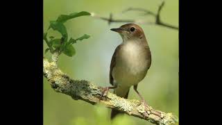 NIGHTINGALE SONG 3 hours REALTIME 2022 Beautiful Nightingale Singing BirdsongNature sounds [upl. by Sanger]