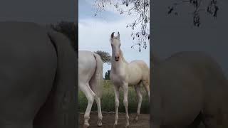 horse horselover horseriding horseracing indianhorse horserace trending horseing subscribe [upl. by Lowson]