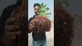 Coco peat vs potatos😍🌱 indianfarmer indiangardeners phoolpatte cementplanter gardening shorts [upl. by Beatriz589]