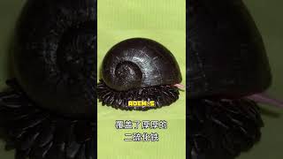 un caracol que vive en los volcanes El caracol volcánico animales curiosidades [upl. by Akimet]