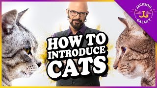 How to Introduce Cats [upl. by Dielle]