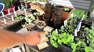 Starting amp Planting Your Fall Lettuce amp Pea Container Garden Cool Weather Vegetables [upl. by Drageruaeb149]