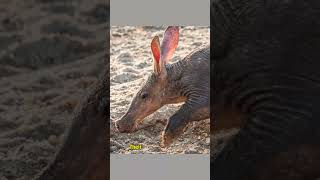 Aardvark Secrets You Never Knewaardvark wildlife fascinatingfacts [upl. by Anier793]