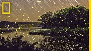 Enchanting Fireflies Paint the Sky  Short Film Showcase [upl. by Burlie]