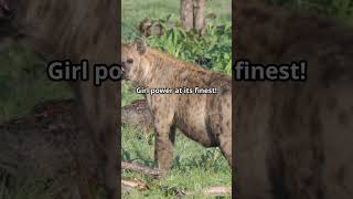 5 Unknown Facts About Hyenas [upl. by Salahi]