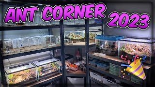 2023 ANT CORNER UPDATE camponotus messor manica [upl. by Akerdnahs]