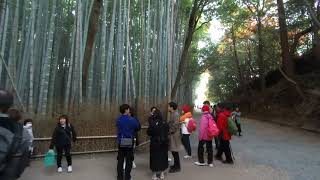 Kyoto Arashiyama Bamboo Forest Junction  1 Dec 2023 [upl. by Ennyrb]