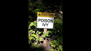 Poison Ivy Documentary  volume improved [upl. by Enahc]