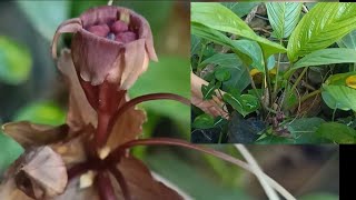 Black Bat flower  Tacca Chantrieri l Repotting Rare Plants [upl. by Lankton]