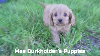 Mae Burkholders Cavapoo Puppies [upl. by Nonnahc169]