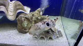 Epaulette Shark [upl. by Enymzaj]