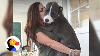 Pit Bull Loves To Hug His Family  The Dodo [upl. by Fleece970]