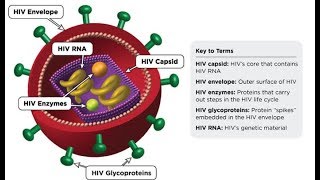 HIV life cycle How HIV infects a cell and replicates itself using reverse transcriptase [upl. by Sells]