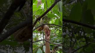 Cacao fruit shorts YouTube fruit chocolate philippines [upl. by Rieger]