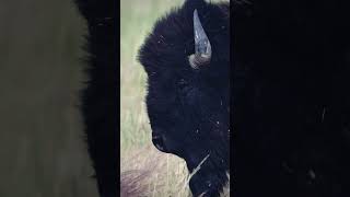 When those boogers taste so good you go back for more 🤣 bison wildanimals yellowstone [upl. by Eelir937]