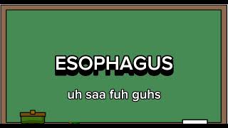 ESOPHAGUS PRONUNCIATION [upl. by Rebeka398]