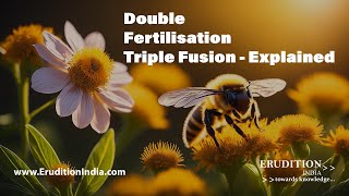 What happens after pollination Double Fertilisation  Triple Fusion Explained [upl. by Zohar]