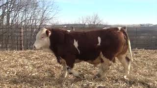 L334 Brink Genetics 2024 Fleckvieh Bull amp Female Offering [upl. by Heady330]