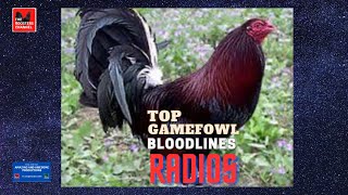 TOP GAMEFOWL BLOODLINES  RADIOS [upl. by Nahsed26]