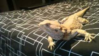 Bearded Dragons  Head Bobbing and Arm Waving Aggressive and Submissive Gestures [upl. by Yecnahc335]