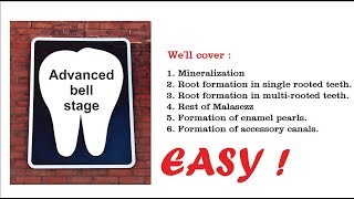 Advanced bell stage Odontogenesis [upl. by Ymme]