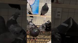 Gołębie wysokolotne na Zoo Park Lublin 2024 pigeonzooparkwysokolotnegolebiepasjawystawa [upl. by Tybie]