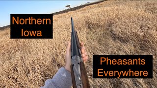 Iowa Pheasant Hunting  Birds Everywhere amp Good Dog Work LIMIT [upl. by Schaaff389]