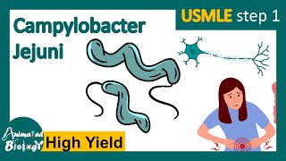 Campylobacter jejuni  Pathology  Campylobacter jejuni and Guillain Barre syndrome  USMLE [upl. by Circosta906]