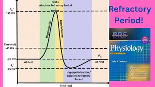 BRS Physiology  Refractory periods of Action Potential  FCPS Part1 [upl. by Tower971]