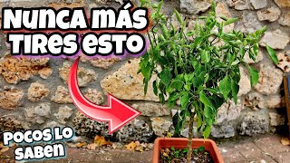 NUNCA MÁS TIRES ESTO Poca gente sabe esto Sobre las Plantas de Pimientos Huerto urbano en casa [upl. by Ekaterina]