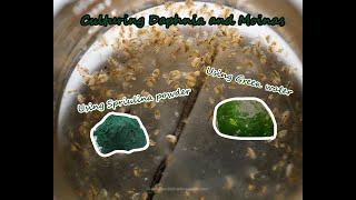 How To Culture Daphnia and Moinas using Green Water Spirulina powder [upl. by Akcimehs]