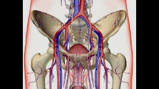 ANATOMIE FMPM LES VEINES ILIAQUES [upl. by Atnaloj]