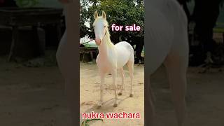 nukra wachara for sale03007802205 [upl. by Yenitirb]