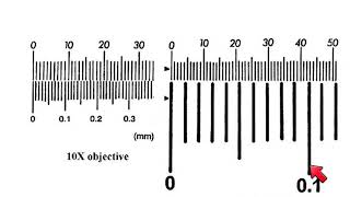 AS Biology  How to calibrate a microscope [upl. by Nyltiak]