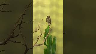 Burrowing Owl bird exploring  Litha’s passion world [upl. by Cleopatra261]