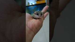 小蚂蚁养宠日记189 PYGMY DORMICE pets cute cutepets cuteanimals pets shorts reels [upl. by Nyrrad]