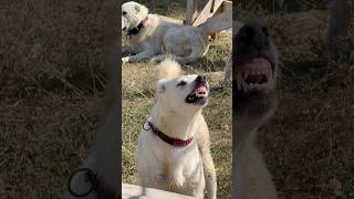 DİŞİ AKBAŞ DİŞLERİ AKBASH DOG TEETH akbaş alabai köpek kangal kangaldog kangaldog kangaldog [upl. by Eyllib205]