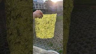 Handmade paper made from grass art artwork grass handmadepaper workskazuki [upl. by Mercola393]