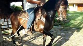 caballo hispano arabe seis meses despues [upl. by Ynnelg]