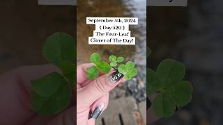 520 Consecutive Days Finding a Genuine FourLeaf Clover of The Day 🍀 fourleafclover nature [upl. by Twum]