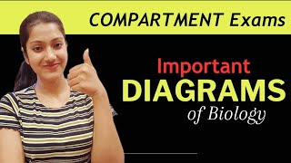 Important diagrams for Compartment biology class 12  Most important Diagrams  Supplementary Exams [upl. by Coffeng889]