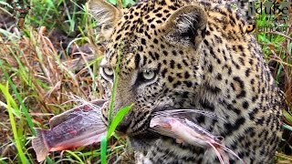 Incredible Footage Of Fishing Leopard  African Safari [upl. by Adallard]