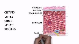 Learning the Layers of the Epidermis [upl. by Trillby]