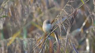 Bearded Reedling [upl. by Lindgren519]