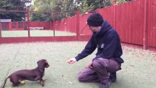 How to stop your Dachshunds excessive barking [upl. by Travus]