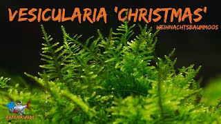 Weihnachtsbaummoos  Vesicularia quotChristmas Mossquot  Aquaddicted Artenkunde  XMAS Edition  Tür 23 [upl. by Rephotsirhc]